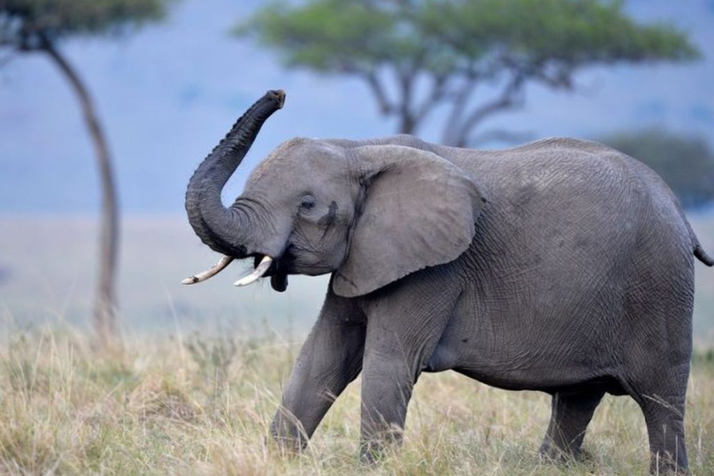 Gajah
