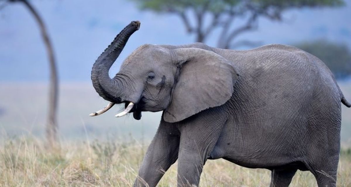 Seberapa Cepat Gajah Berlari? Fakta Ilmiah Kecepatan Gajah