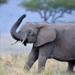 Seberapa Cepat Gajah Berlari? Fakta Ilmiah Kecepatan Gajah