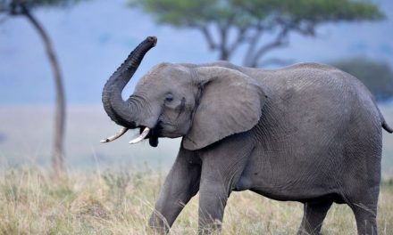 Seberapa Cepat Gajah Berlari? Fakta Ilmiah Kecepatan Gajah