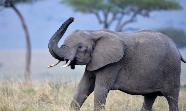 Seberapa Cepat Gajah Berlari? Fakta Ilmiah Kecepatan Gajah