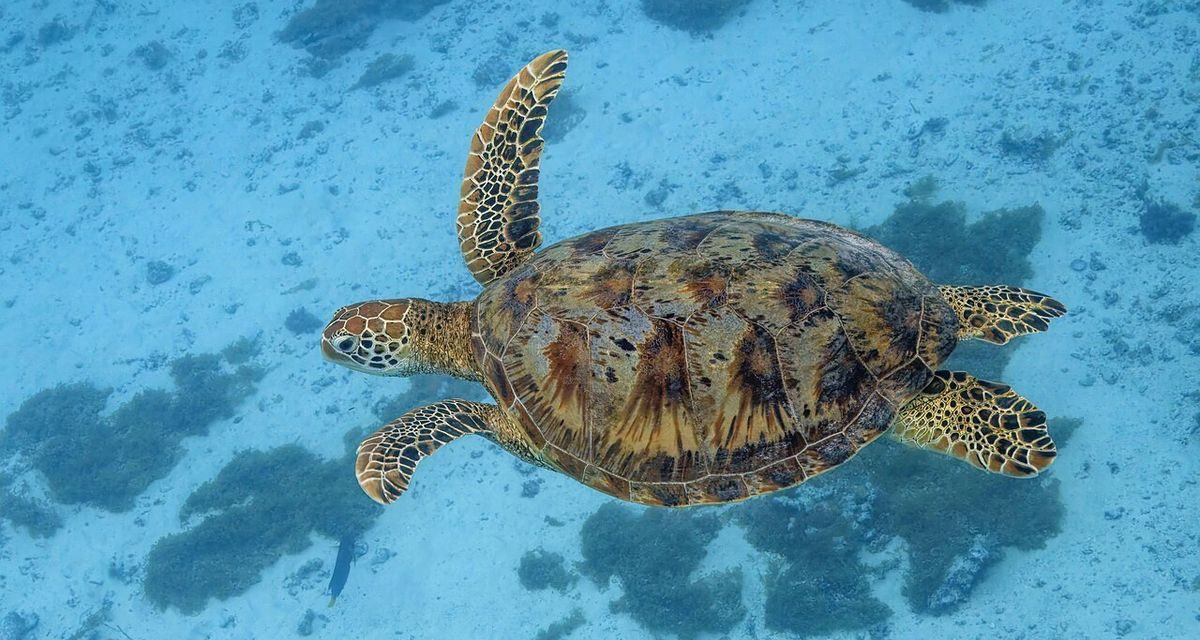 China Klaim Penyu dan Ikan Jadi Mata-Mata Asing, Rahasia Laut