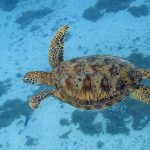China Klaim Penyu dan Ikan Jadi Mata-Mata Asing, Rahasia Laut