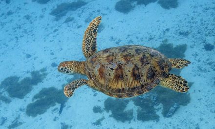 China Klaim Penyu dan Ikan Jadi Mata-Mata Asing, Rahasia Laut