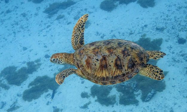 China Klaim Penyu dan Ikan Jadi Mata-Mata Asing, Rahasia Laut