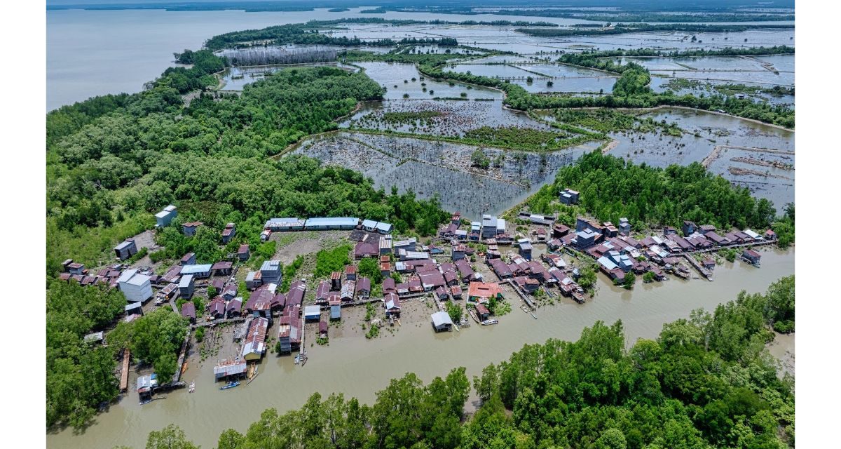 Rehabilitasi Mangrove Jadi Kunci Jaga Pesisir dan Ekonomi Warga