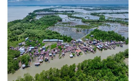 Rehabilitasi Mangrove Jadi Kunci Jaga Pesisir dan Ekonomi Warga