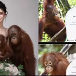 Adopsi Orang Utan Online Jadi Tren, Bisakah Dibawa Pulang?