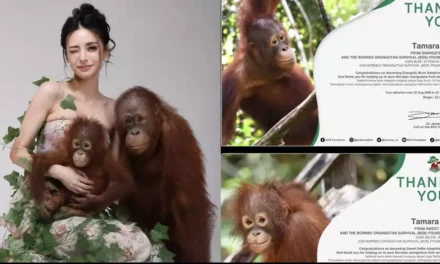 Adopsi Orang Utan Online Jadi Tren, Bisakah Dibawa Pulang?
