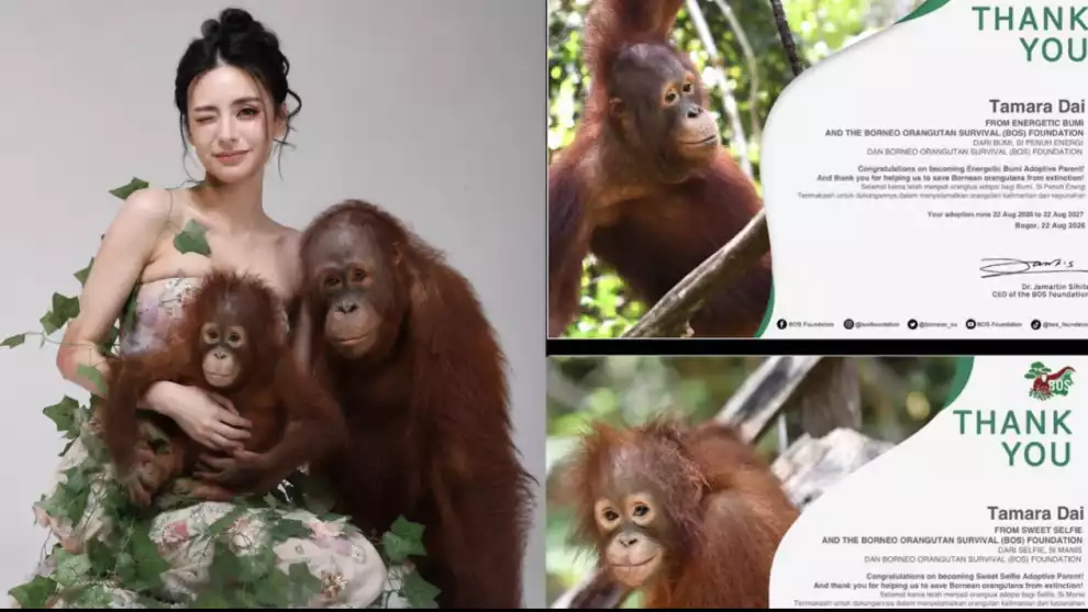 Adopsi Orang Utan Online Jadi Tren, Bisakah Dibawa Pulang?